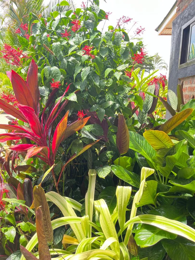 Garden 6